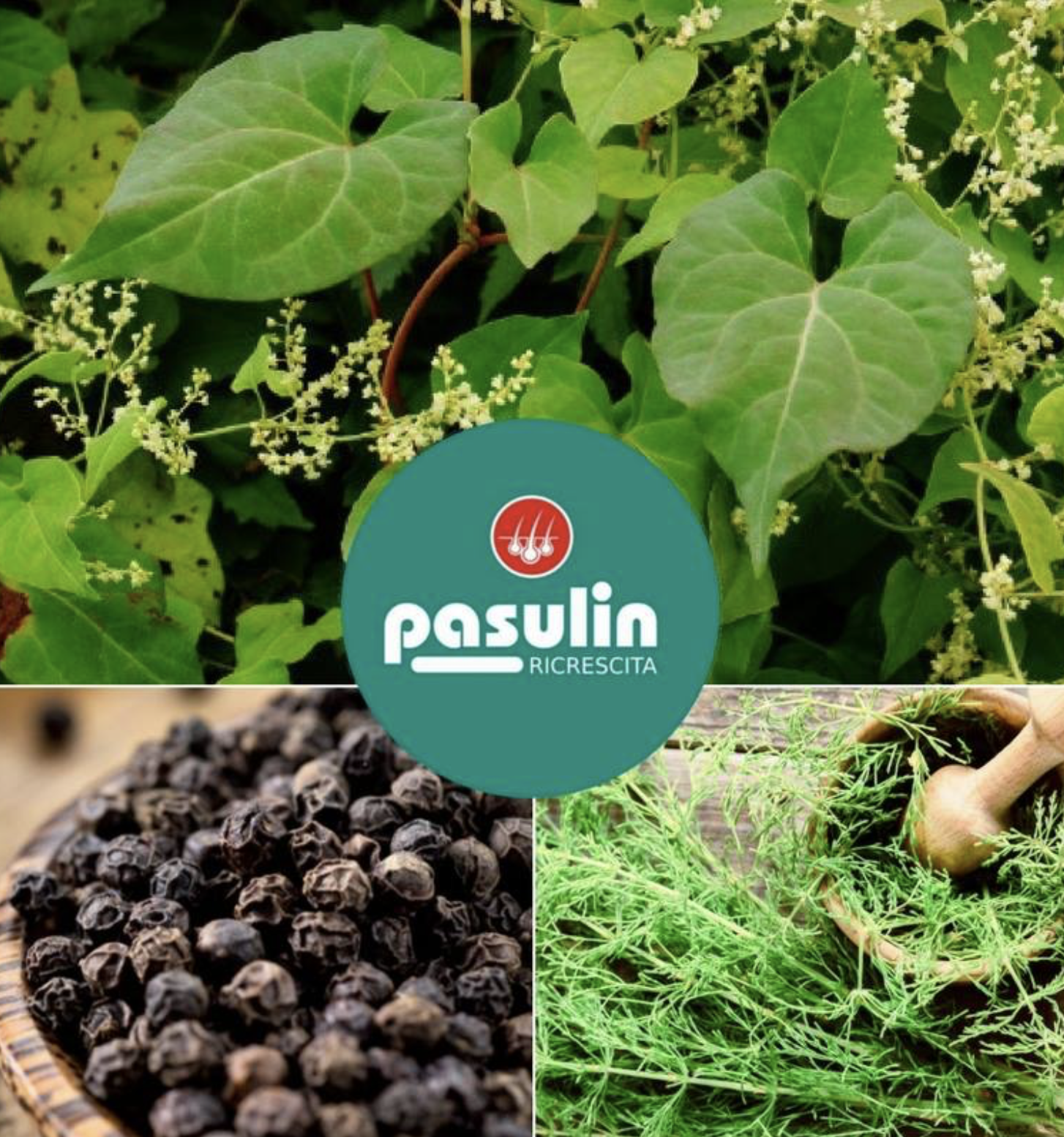 Pasulin IT web prirodni slozeni